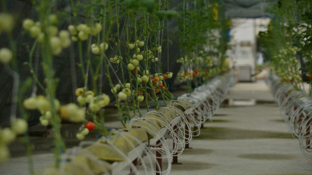 Rize’de çay atığı ‘çaykopit’ ithal ‘kokopit’e rakip oldu