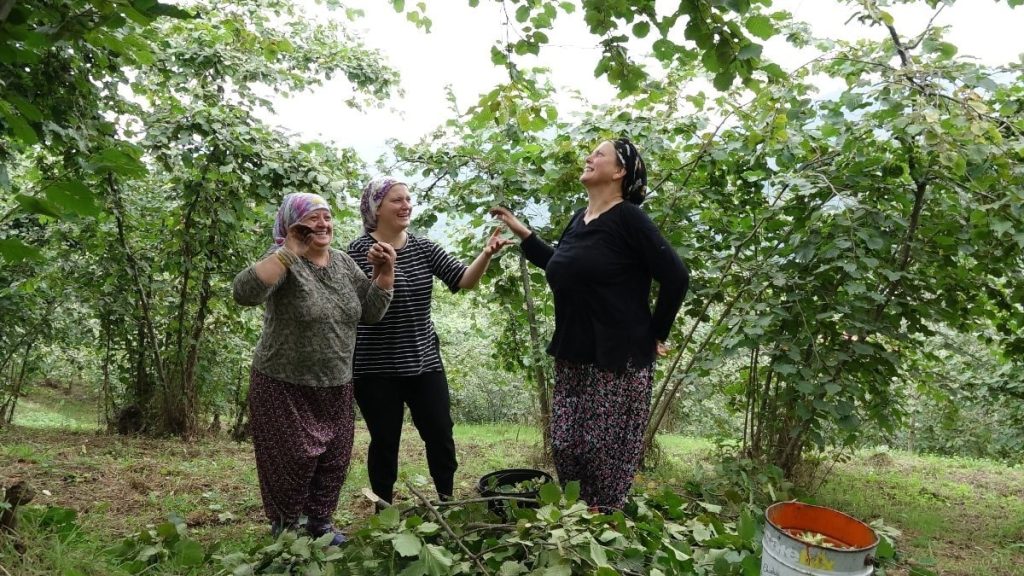 Trabzon’da fındık hasadında renkli görüntüler