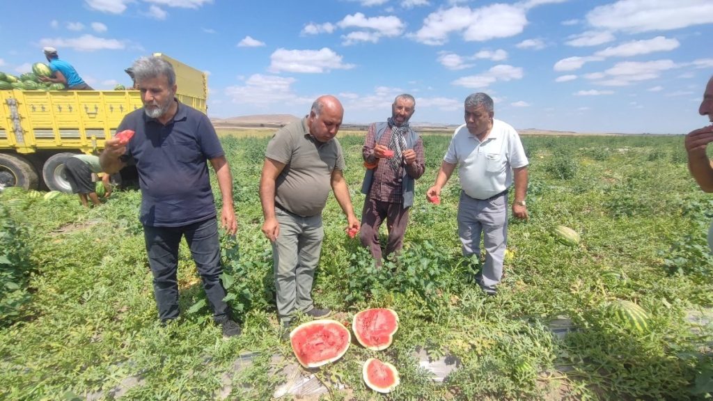 Yozgat’ta 34 derece sıcakta karpuz hasadı: Yoğun mesai drone kamerasına yansıdı
