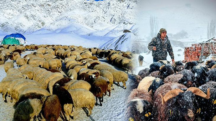 Dron kullanarak çobanlık yapıyor! ‘Müzik dinlemek yerine kaval çaldığımızı düşünüyorlar’