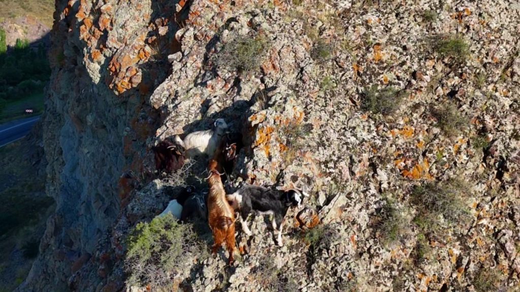 Erzurumlu ‘tekno çoban’, keçilerini drone ile sarp kayalıklardan kurtarıyor