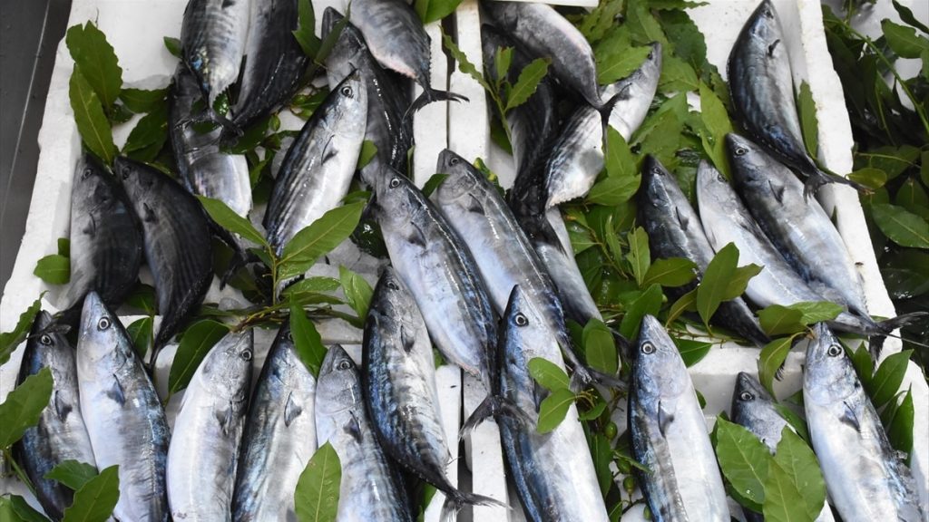 Karadeniz’de yeni sezon palamut bereketiyle başladı