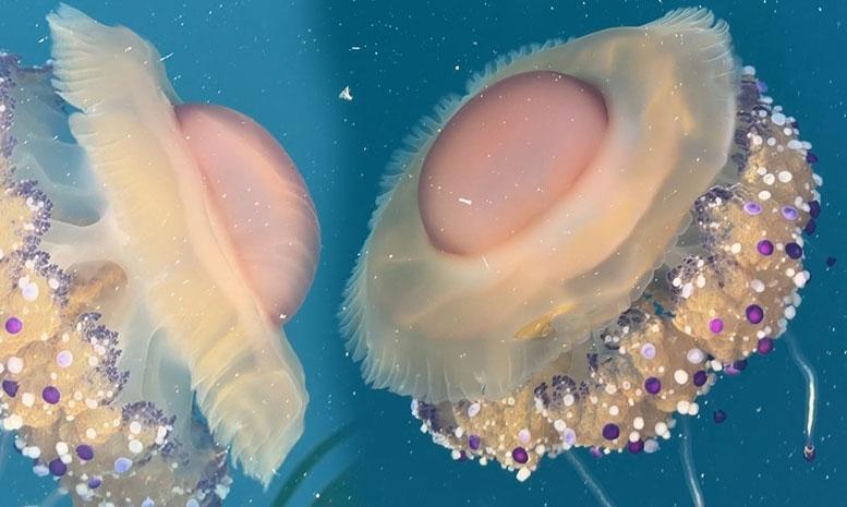 Marmara’da ‘sahanda yumurta’ alarmı! Uzmanlardan kritik uyarı