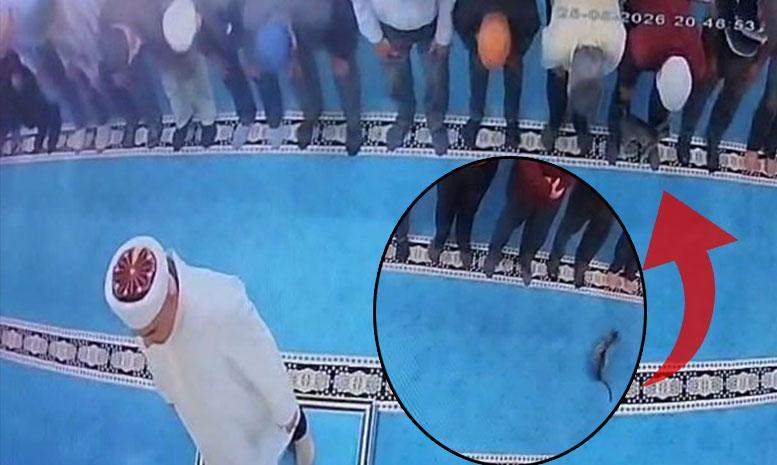 Yer: Erzurum! Cami içinde kediyi tekmeledi: Gözaltına alındı