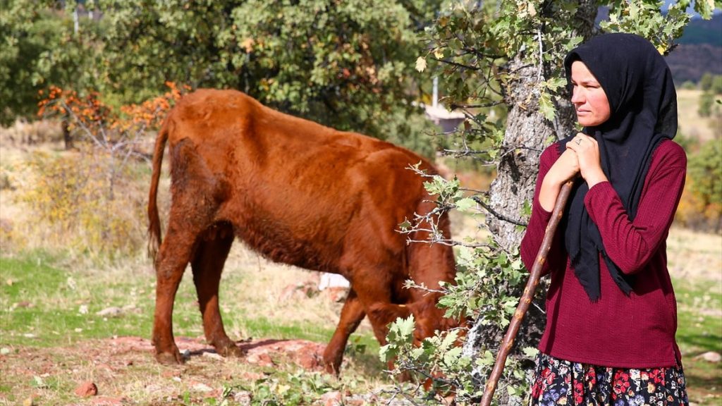 Uşak’ta iki inekle başladığı hayvancılıkta köyünün ‘hanımağa’sı oldu